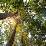 Sustentabilidade como Renovação: a jornada ESG da Lachmann em um setor em transformação 